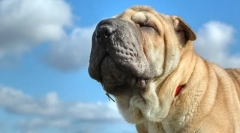 Sharpei dijeta nego i kako se hraniti kod kuće